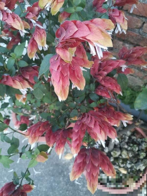 6种植物，长得特像小动物，惟妙惟肖又好养