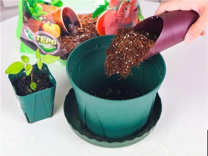 藤本植物的颜值王者,开花成瀑布,-20度冻不死! 藤本植物的颜值王者,开花成瀑布,-20度冻不死!