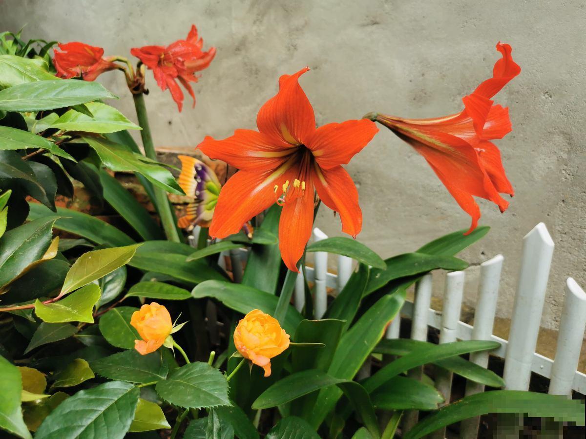 3种花，一般人不养，养起来就“上瘾”