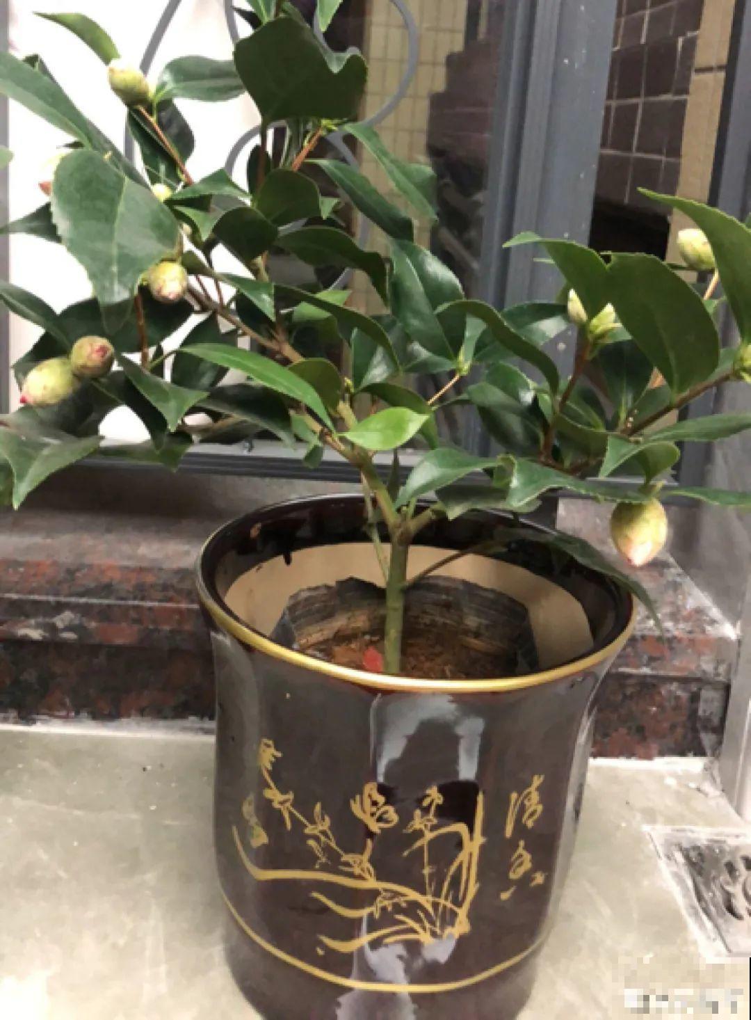 超爱“变颜色”的茶花，一树五色花，颜色艳丽赛牡丹