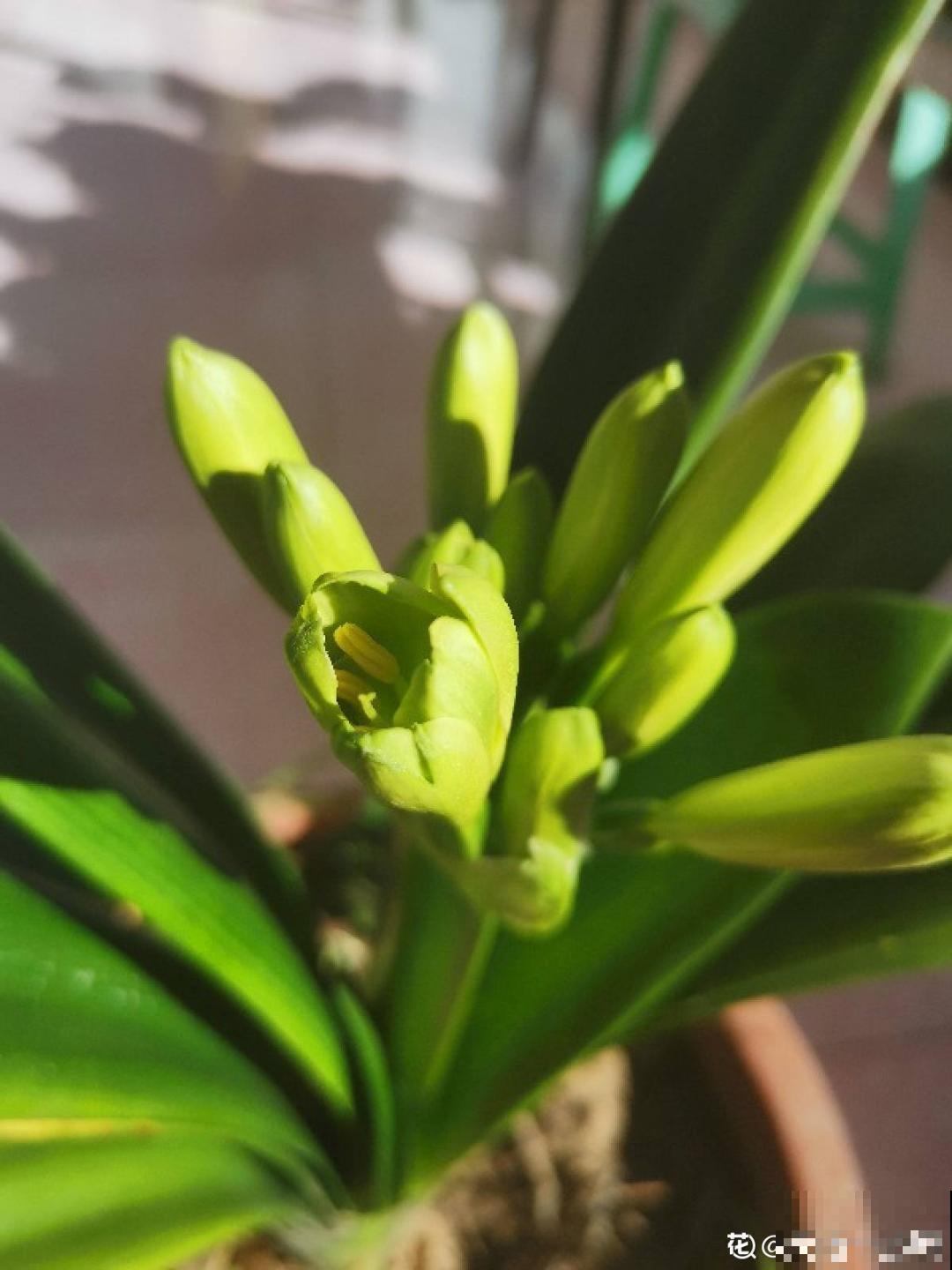 养君子兰就得学会6要点，叶子绿油亮，开花多又大