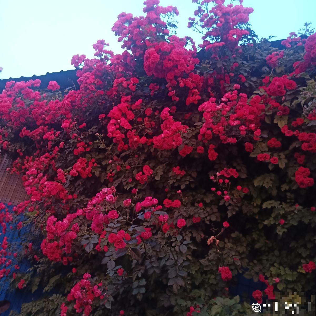 种满一墙头的蔷薇，仿佛身临仙境，活脱脱的花瀑布