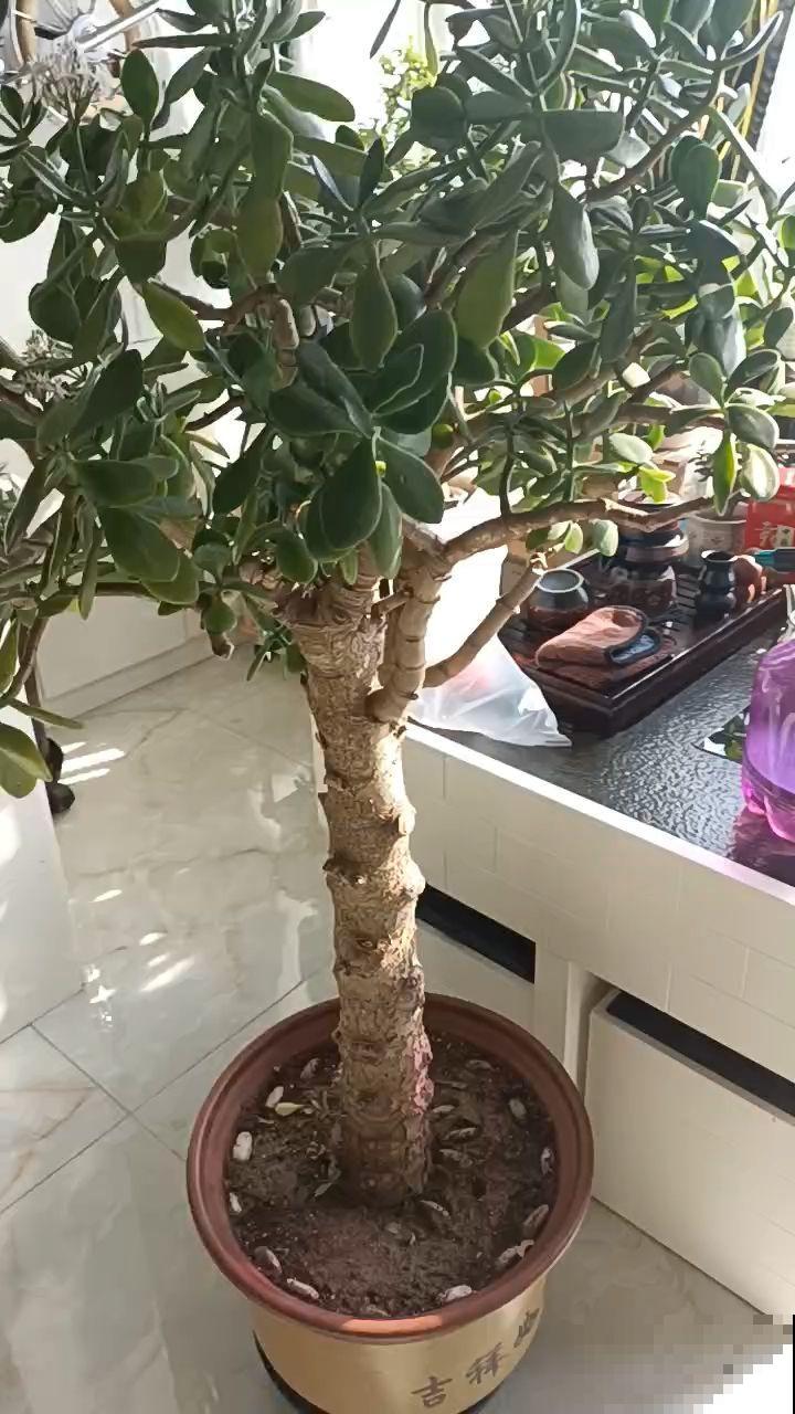 狠心砍玉树一刀，插上长寿花，开花变成“吉利树”，真喜庆