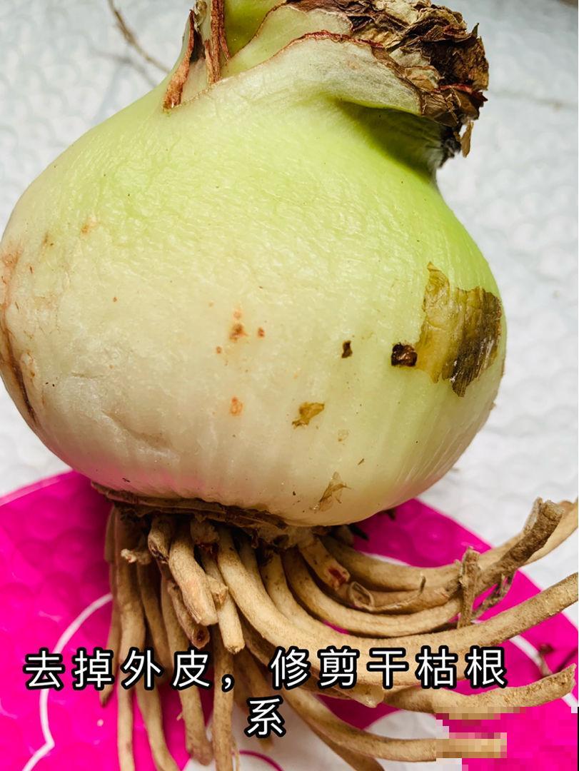 全网都在种的“阿弗雷”,单朵花比脸大,一开花就预示着“吉祥” 全网都在种的“阿弗雷”,单朵花比脸大,一开花就预示着“吉祥”