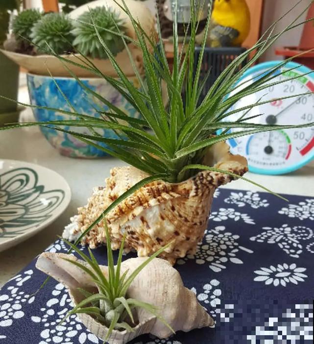 家里的“垃圾”留下，拿来养花效果好，颜值超高