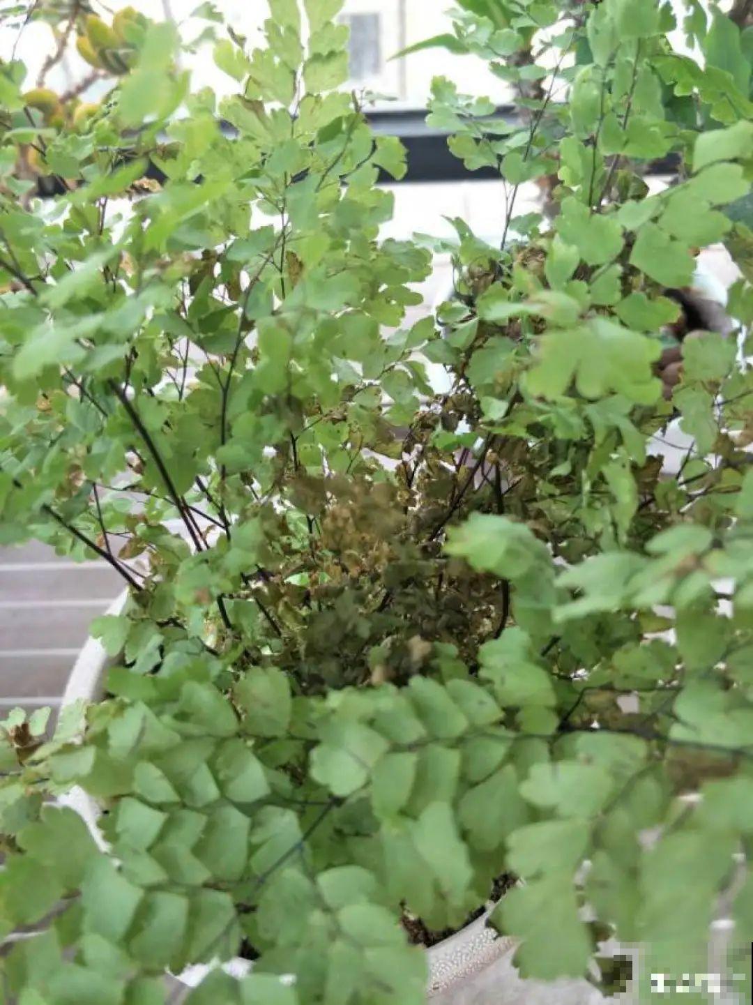 10种“怕晒花”，越晒死越快，半阴地儿反倒长得旺