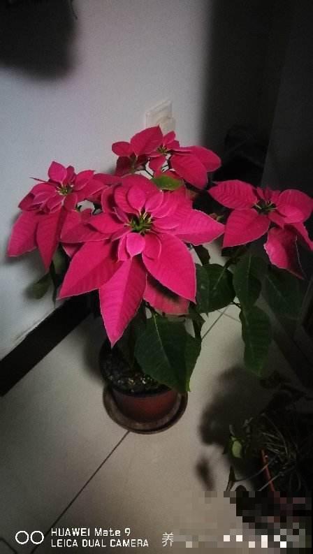 12月养一盆“吉利红”,送亲戚送长辈很合适,还有红红火火好兆头 12月养一盆“吉利红”,送亲戚送长辈很合适,还有红红火火好兆头