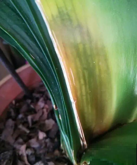 10种花，冬天别喷水，越喷越烂叶，变成光杆特丑