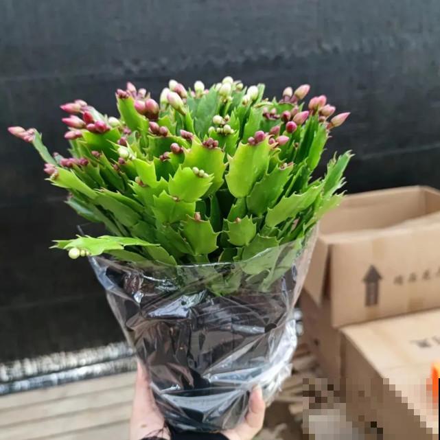 蟹爪兰“睡醒了”，给花施点肥，花苞呼呼冒