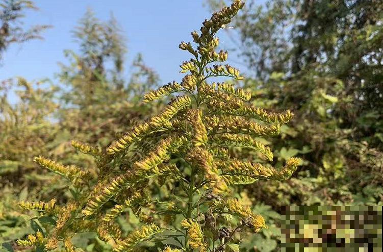 这7种入侵植物很常见，见到它不要留情，留着是祸害