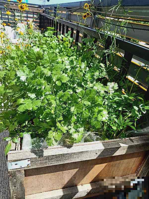 5个菜根头别扔,插土里就能活,一个月就能长成小菜园 5个菜根头别扔,插土里就能活,一个月就能长成小菜园