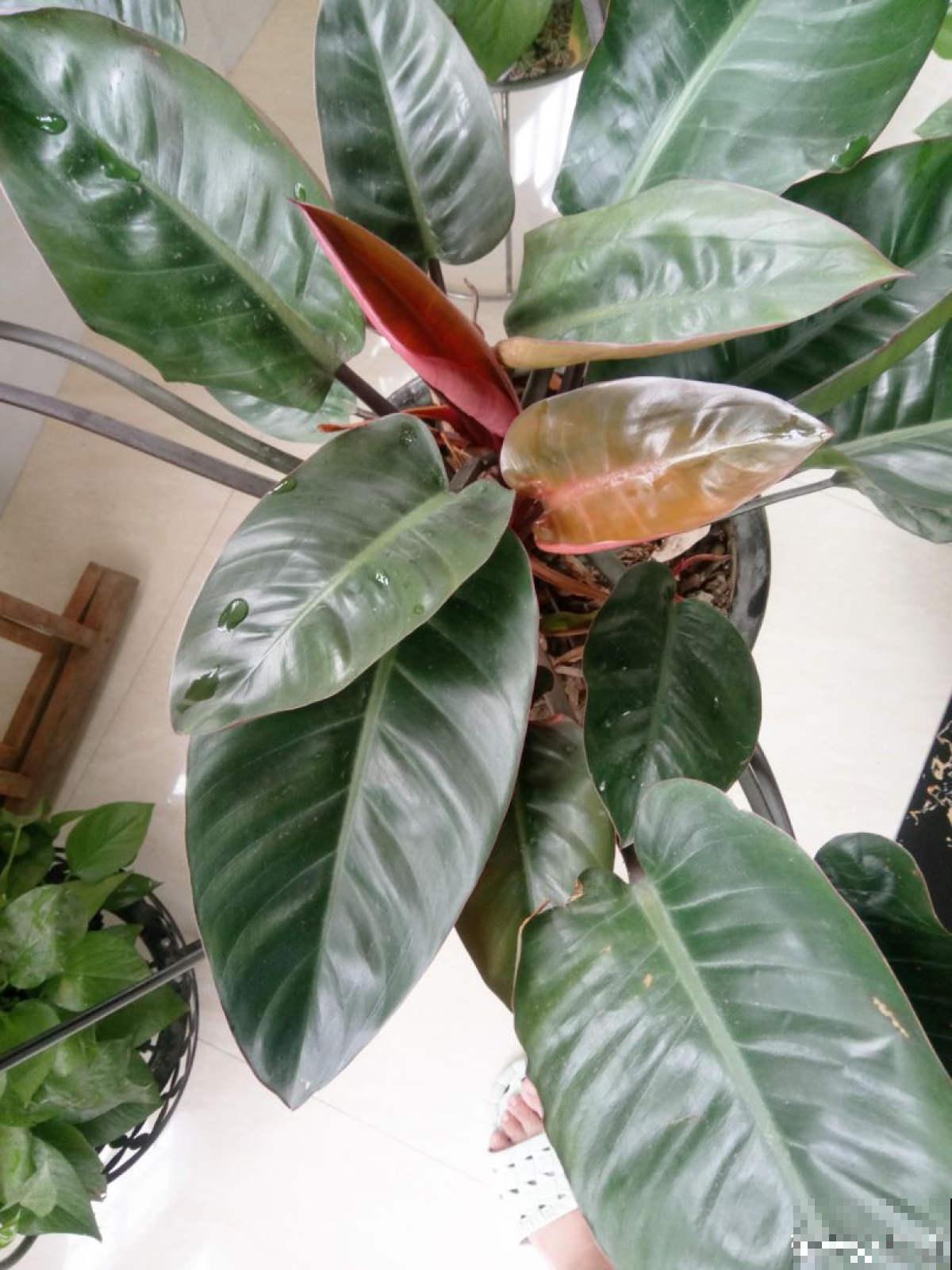 厨房里养盆花，净化空气效果好，还能赶虫子