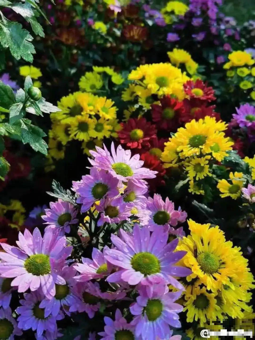一盆菊花一万二，能开出七个颜色，真是少见