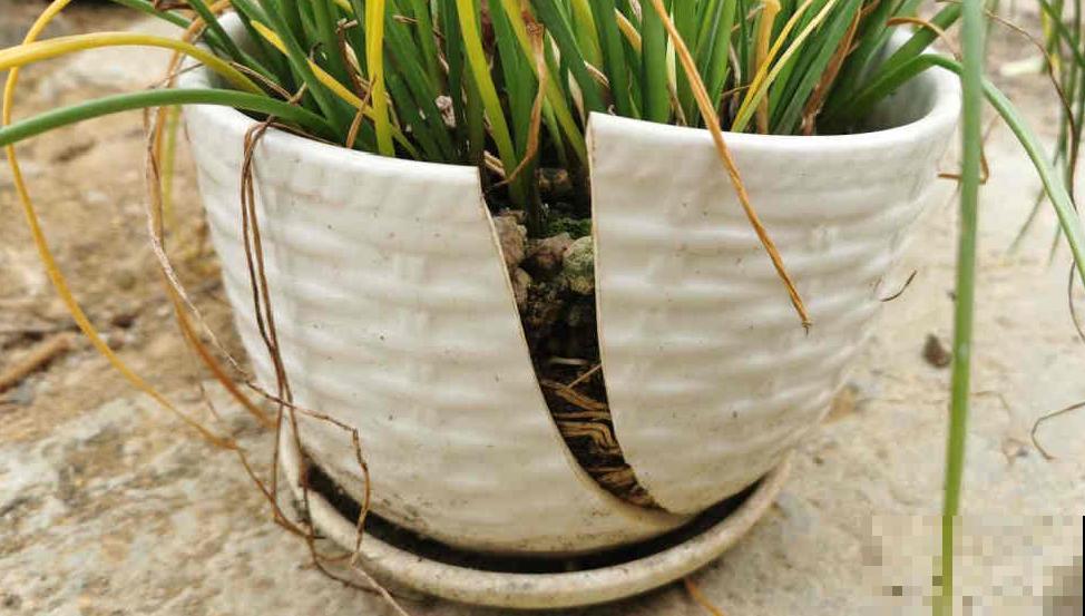 5种花盆,闷根又烂根,一养花就死掉 5种花盆,闷根又烂根,一养花就死掉