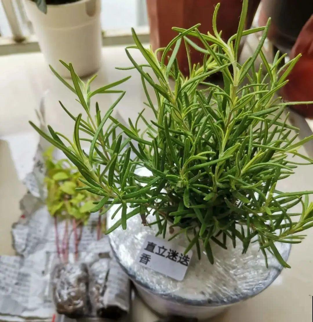 6种盆栽能吃,掐掉一节很快冒新芽,味道芳香营养丰富 6种盆栽能吃,掐掉一节很快冒新芽,味道芳香营养丰富