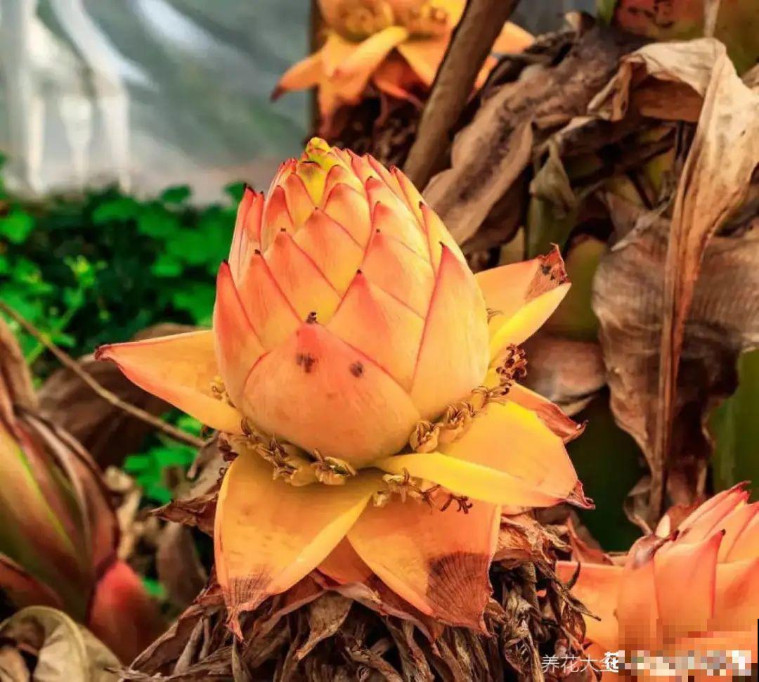 1种花俗称“摇钱树”，满盆长满小元宝，大吉大利，好看吉祥！