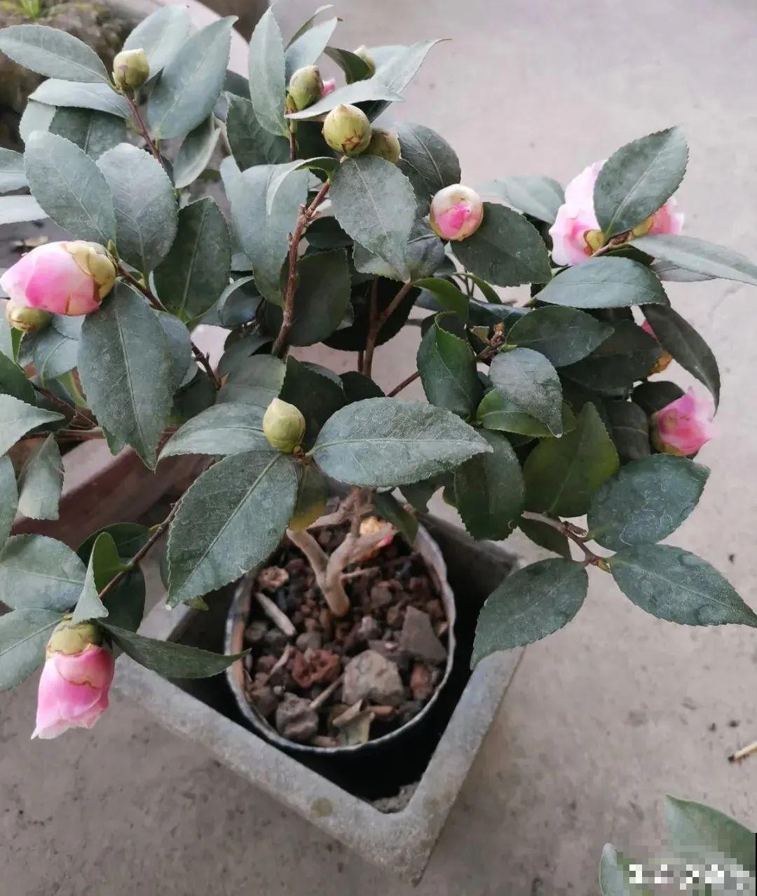 买茶花也要注意“坑”，注意5要点，叶子挺立有精神