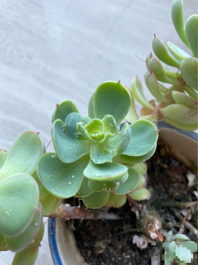 花盆里有小黑飞，记住6个小方法，安全无污染