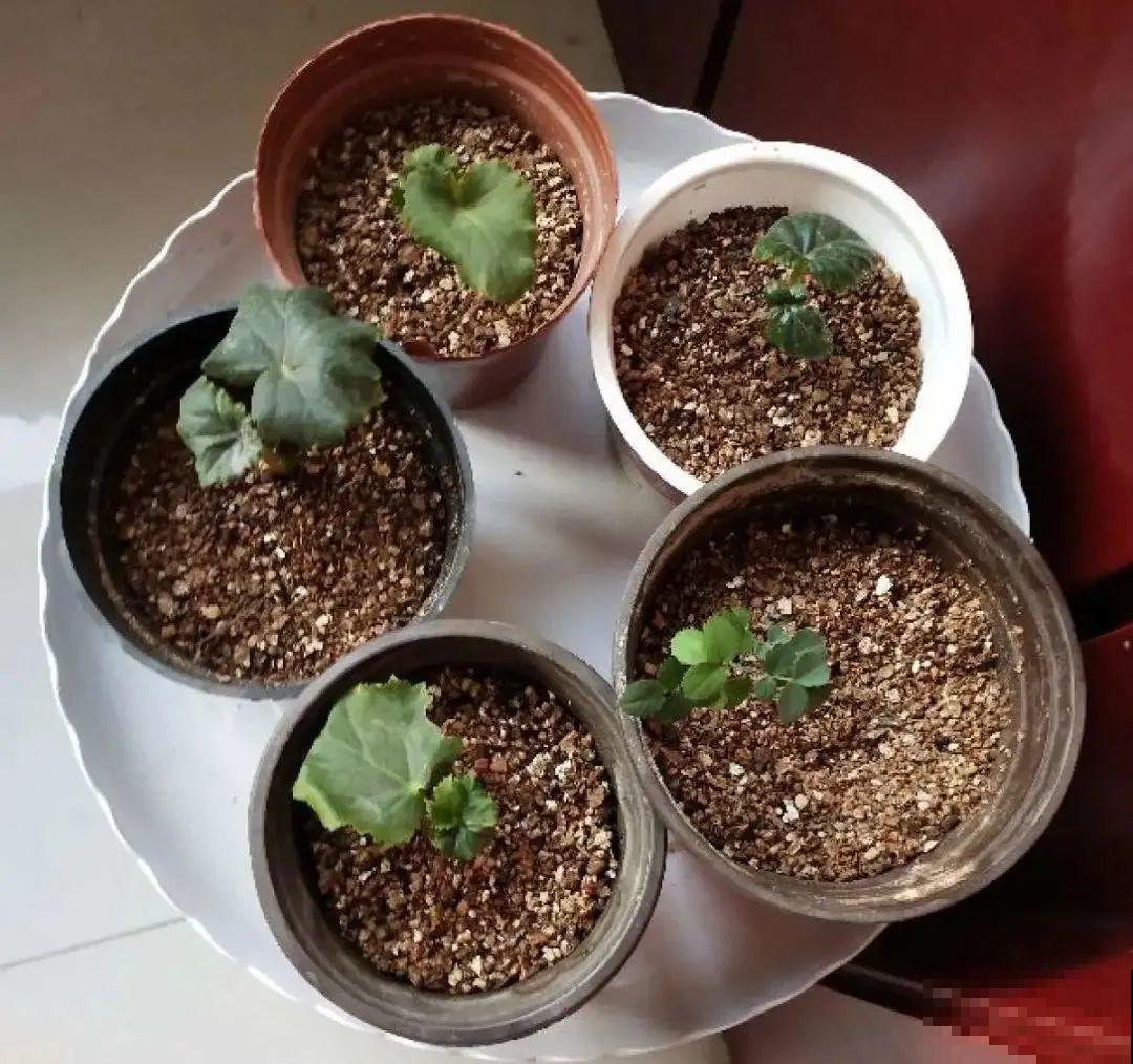 买茶花也要注意“坑”，注意5要点，叶子挺立有精神