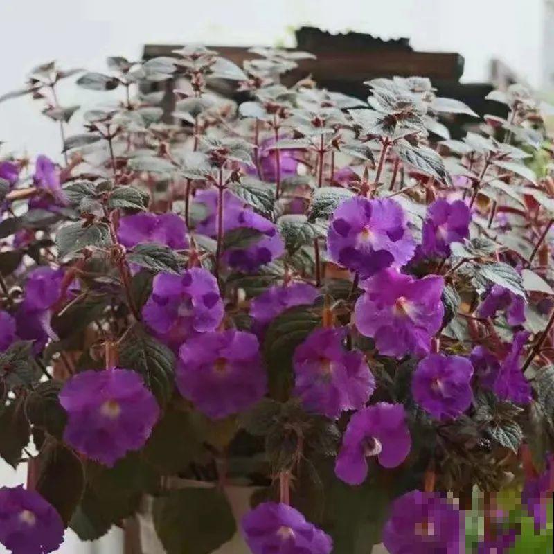 长筒花是“室内花量王者”，没光也能开爆盆，阳台党福音