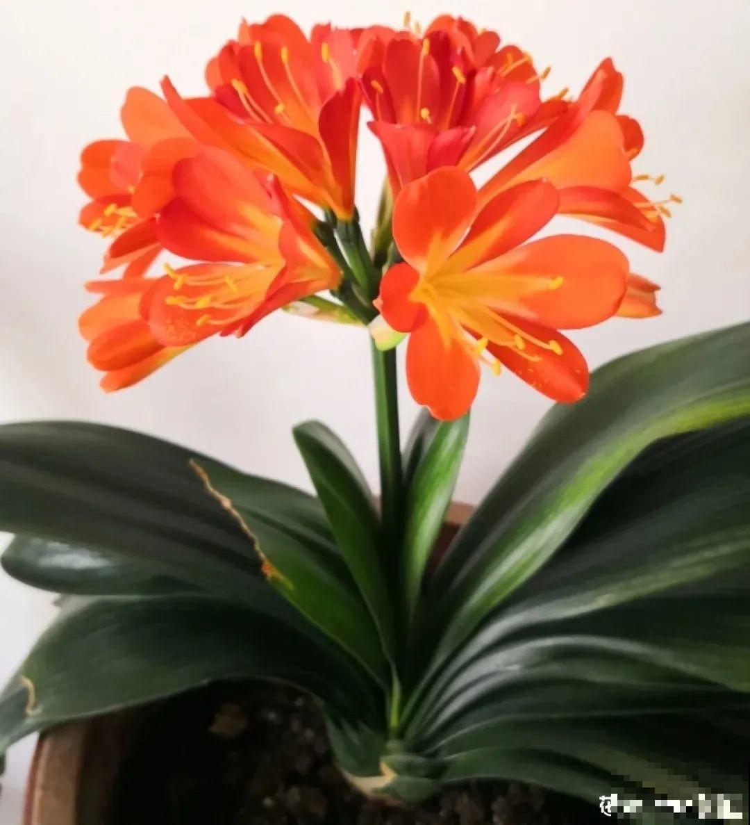 10种花，冬天别喷水，越喷越烂叶，变成光杆特丑