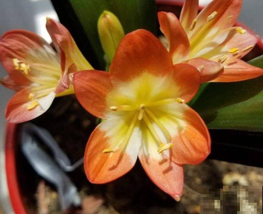 5种花,再穷也要养,就为图个好兆头 5种花,再穷也要养,就为图个好兆头