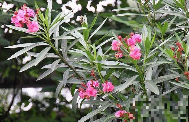 老祖宗说，院子不种“3鬼树”，不是迷信是真的有道理