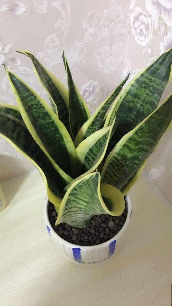 1种花，盆越小，水越少，反而长得更旺盛