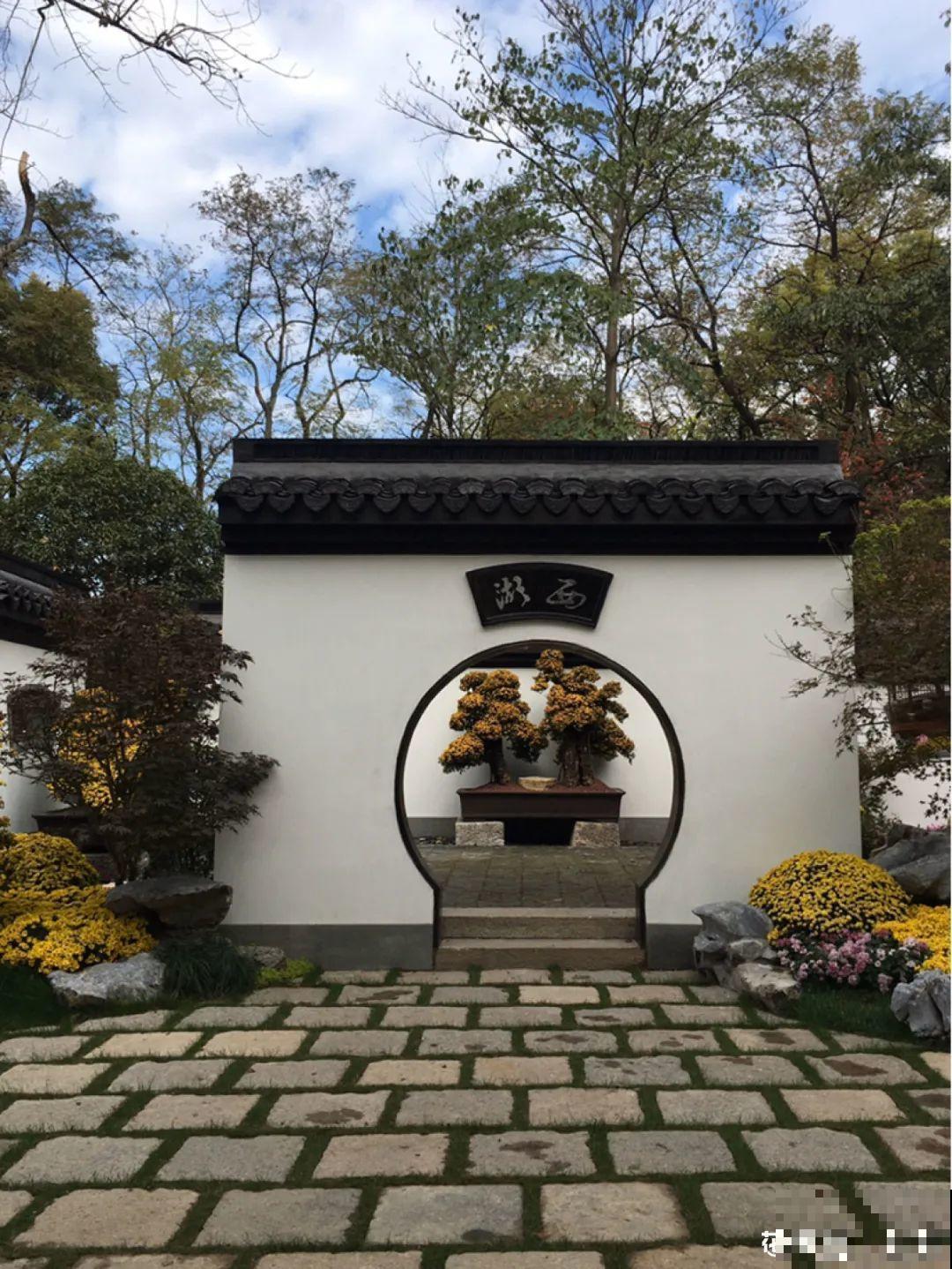 一盆菊花一万二，能开出七个颜色，真是少见