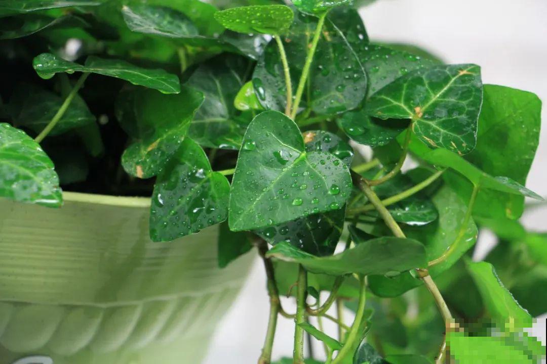 10种花冬天不能断水，勤浇水才能长得旺，叶子油亮有光泽