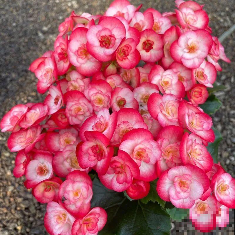 秋冬养盆丽格海棠,花朵像牡丹,有金玉满堂好兆头 秋冬养盆丽格海棠,花朵像牡丹,有金玉满堂好兆头