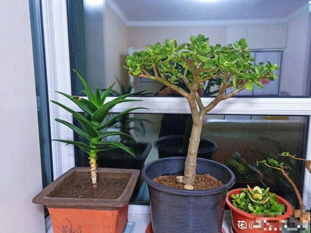 9种花特怕冷,现在赶紧套个袋,保暖很重要 9种花特怕冷,现在赶紧套个袋,保暖很重要