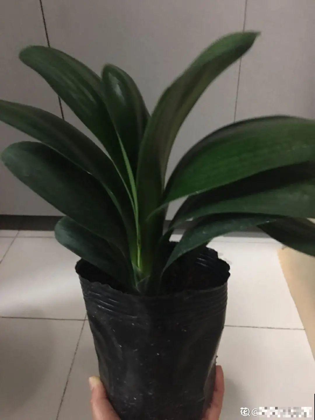 端庄好看的君子兰，适合过年养，寿命长，能活几十年