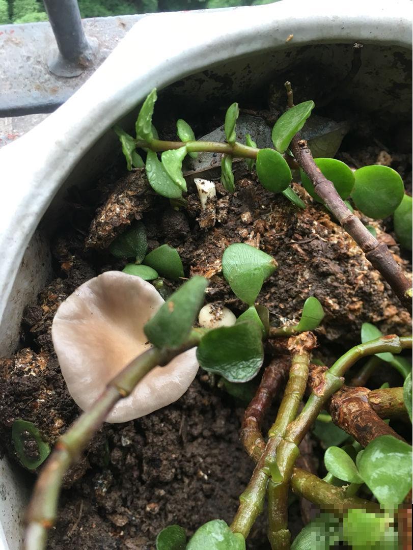 养花要参考的“五大维度”,养花大师都表示赞同,值得收藏 养花要参考的“五大维度”,养花大师都表示赞同,值得收藏