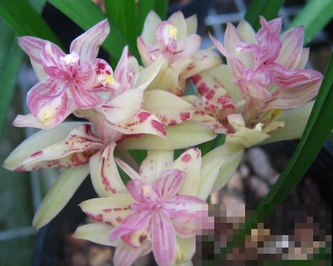 5种有“格调”的植物，养在家里有气质，一看就是有品位的人在养