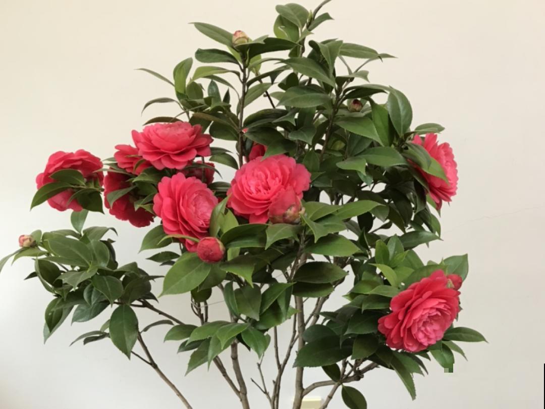 冬天常见的茶花，6个“毛病”经常犯，真难养