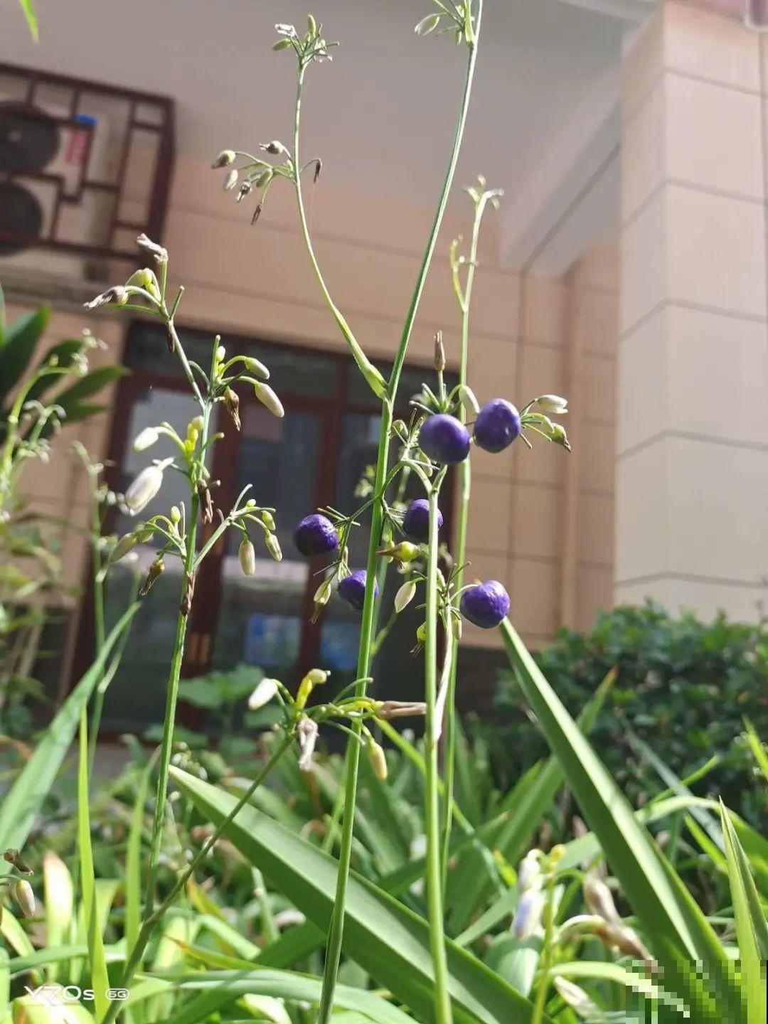 路上看见银杏果,不要捡,小心有毒! 路上看见银杏果,不要捡,小心有毒!