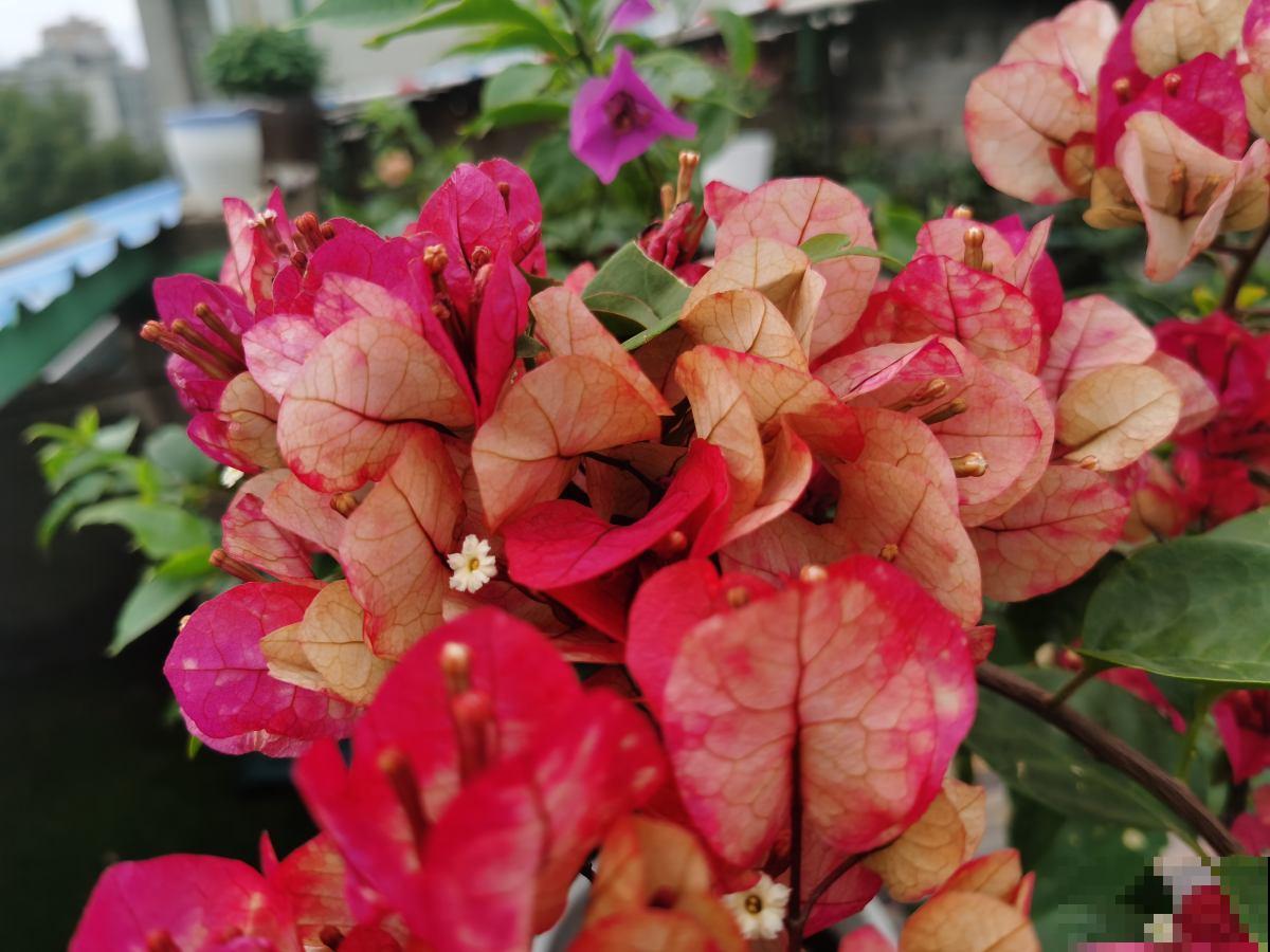 冬天给花剪一刀，来年花朵蹭蹭冒，越长越旺