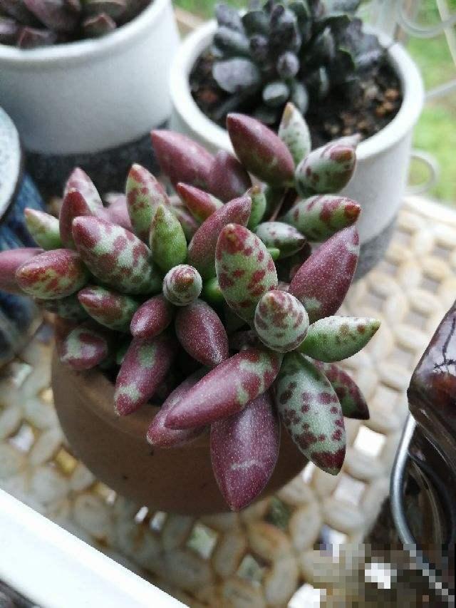 家里养的“肉墩子”,掐个叶子就能活,1盆能变10多盆 家里养的“肉墩子”,掐个叶子就能活,1盆能变10多盆