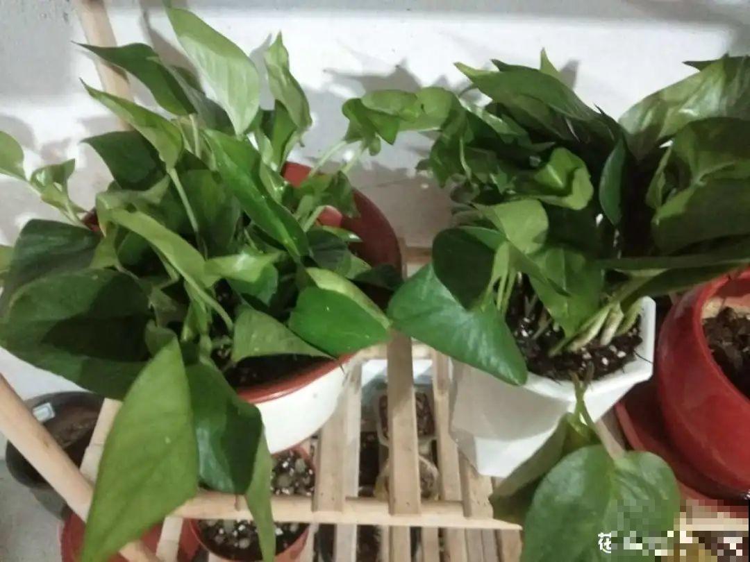 自制养花杀虫水，现在给花喷一喷，3天见效