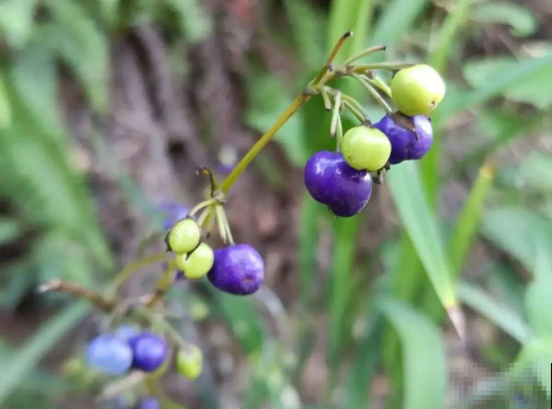 路上看见银杏果,不要捡,小心有毒! 路上看见银杏果,不要捡,小心有毒!