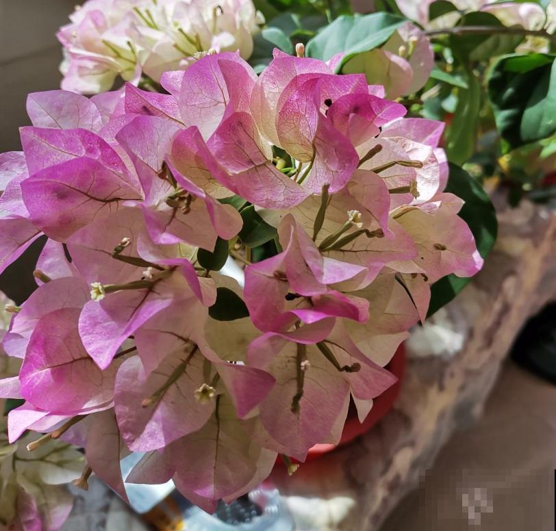 扦插正当时，抓住眼前的绝佳时节，净赚一窝“小崽子”