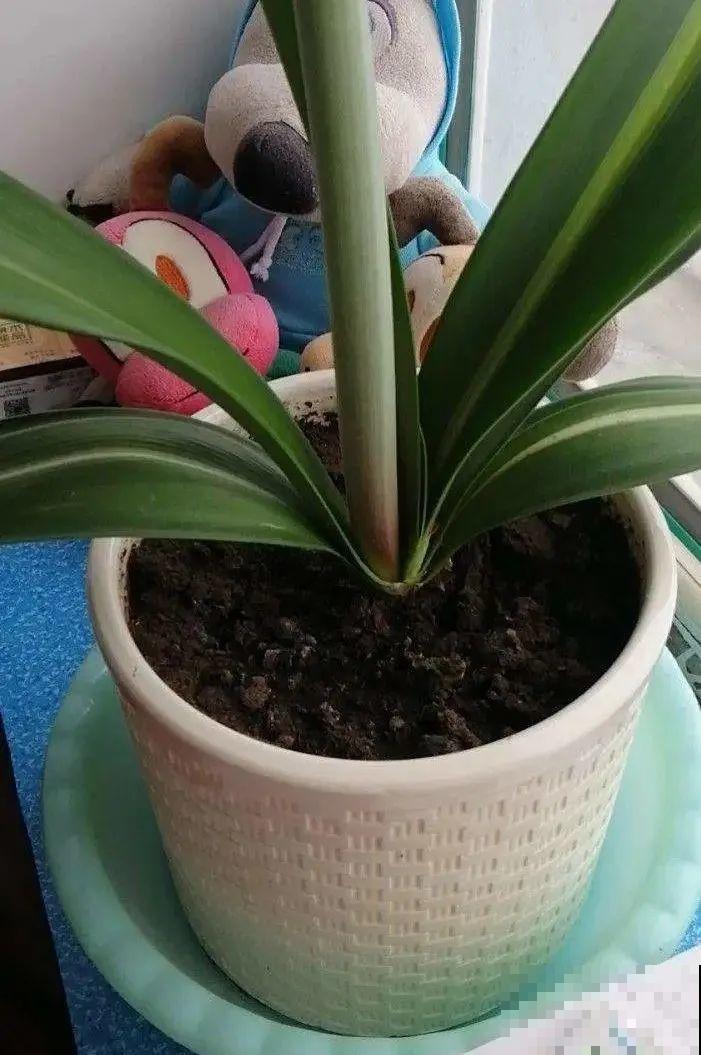 养君子兰就得学会6要点，叶子绿油亮，开花多又大