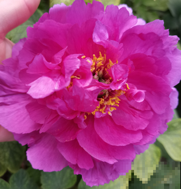 芍药和牡丹，傻傻分不清楚，6个方法教你快速区别