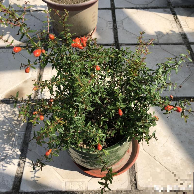 家里养盆“招财花”，一年四季开红花结红果，“招财旺运”又红火