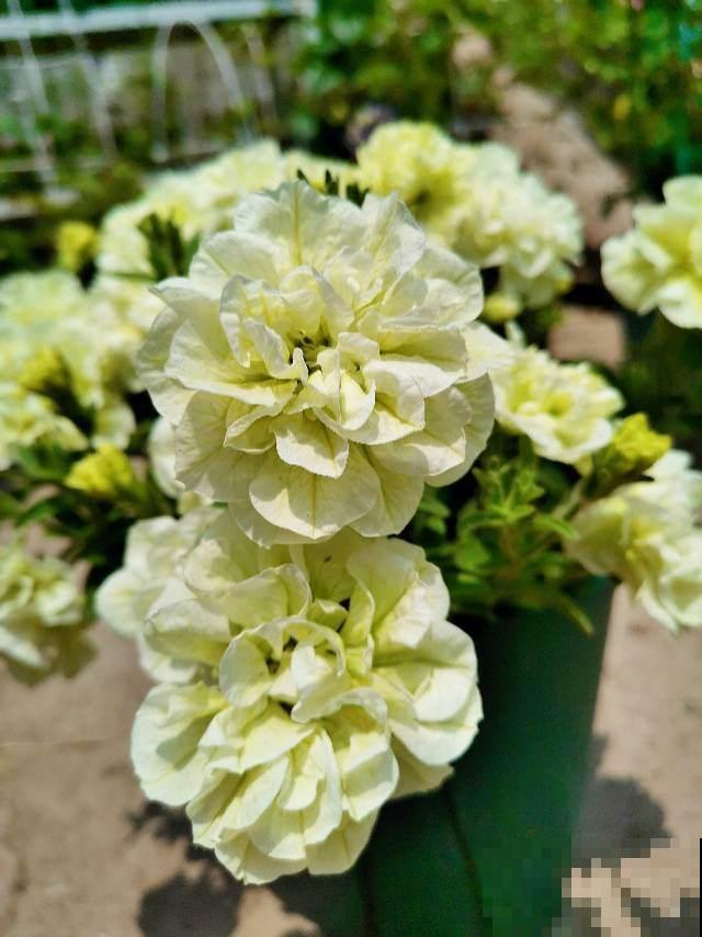 十二生肖守护花，领取你的专属好运，心想事成旺整年