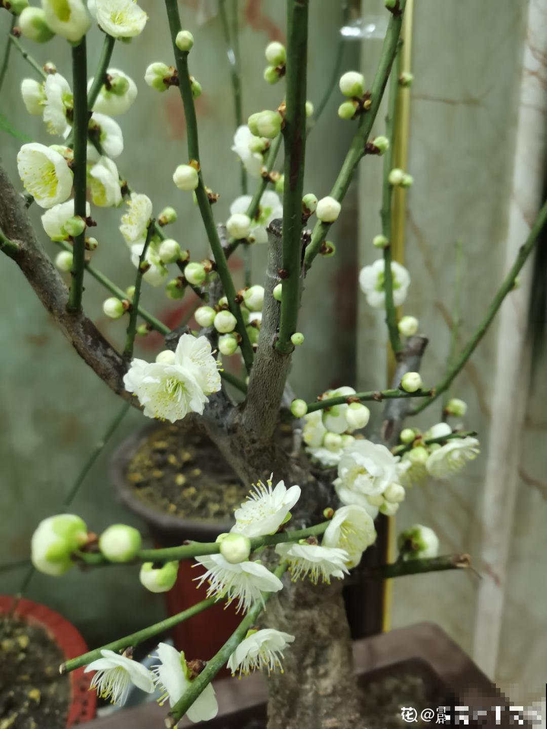 不怕冷的喜庆花,-15度依然开,满树繁花! 不怕冷的喜庆花,-15度依然开,满树繁花!
