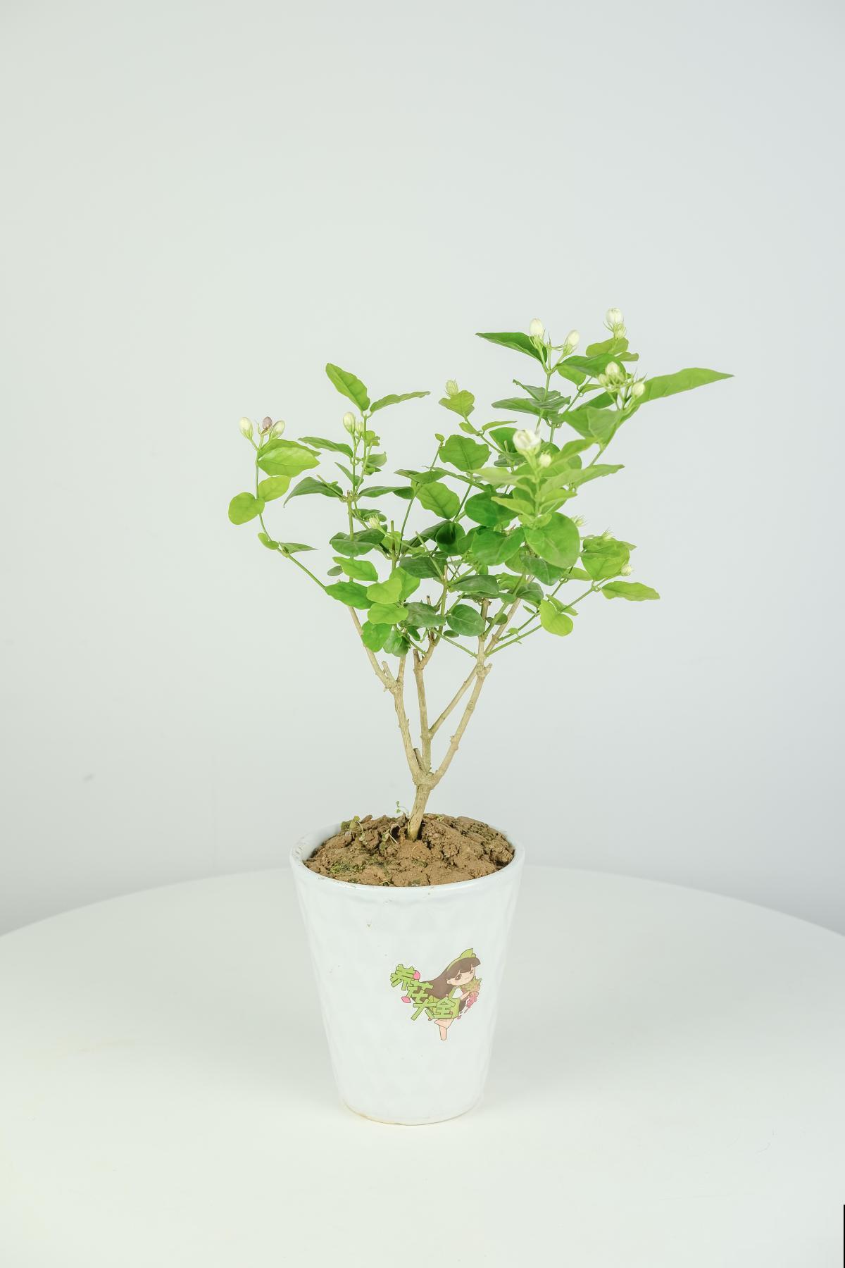 4种花卉爱酸水，两个月不给酸，绿叶变枯叶