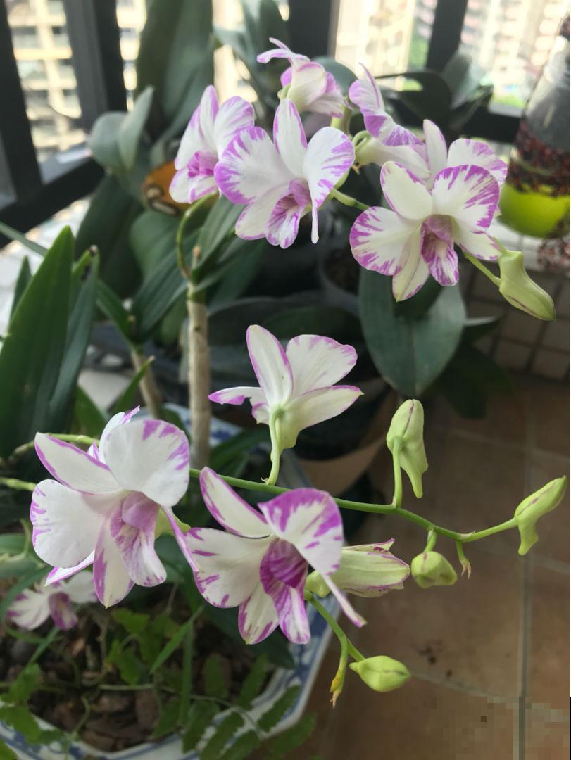 中国10大名花排行榜,快来看看,你喜欢的花卉上榜了吗 中国10大名花排行榜,快来看看,你喜欢的花卉上榜了吗