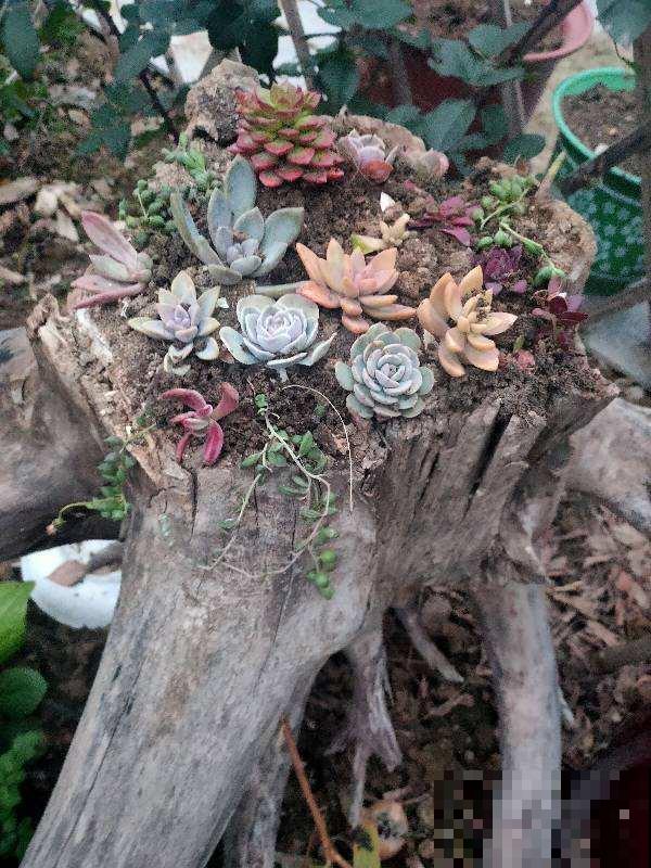 垃圾可别随手扔，这4种“垃圾”，可是养花好材料